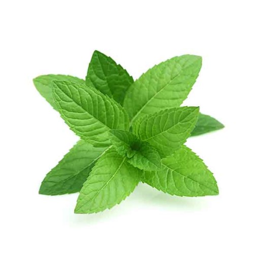  عکس نعناع